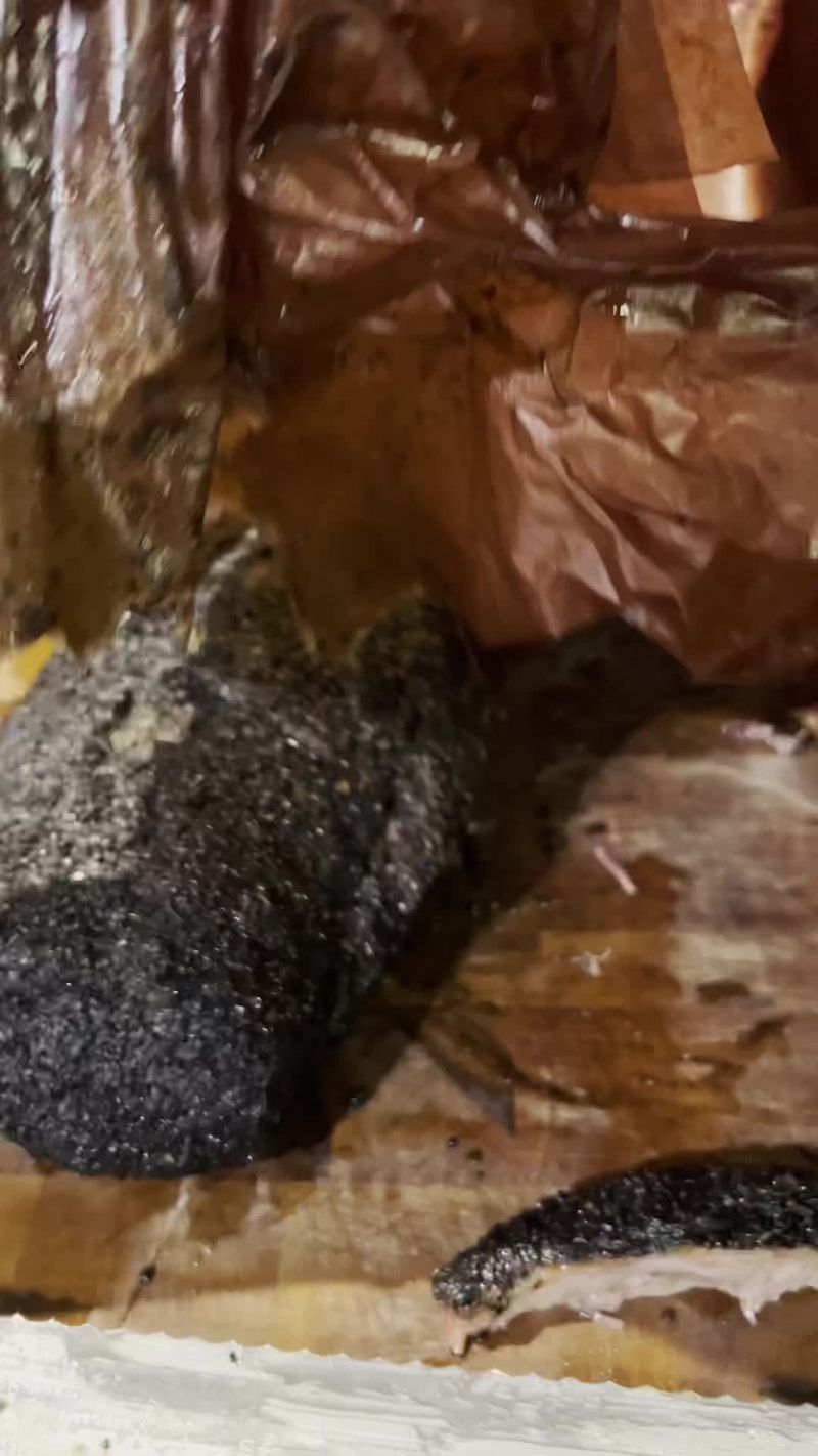 Terry Black’s Brisket Method #bbq #texasbbq #brisket #smokedmeat #howto #learnontiktok #terryblacksbbq